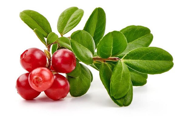 Arbutin trong tự nhiên chủ yếu được chiết xuất từ Bearberry