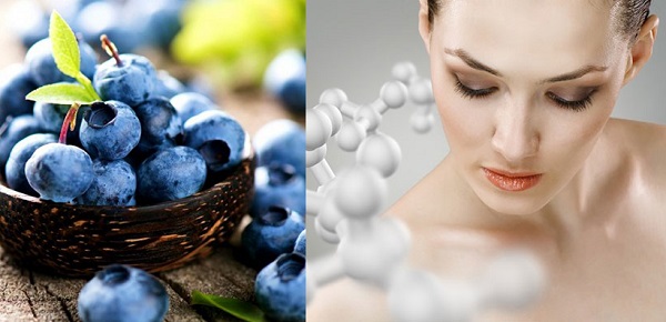 Chiết xuất Blueberry có tổng khả năng chống oxy hóa cao hơn nhiều lần các loại trái cây khác